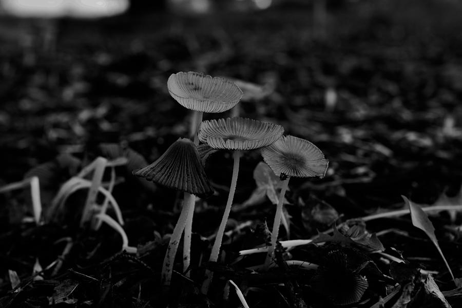 Magical Mushrooms 6 Photograph by Steven Clipperton