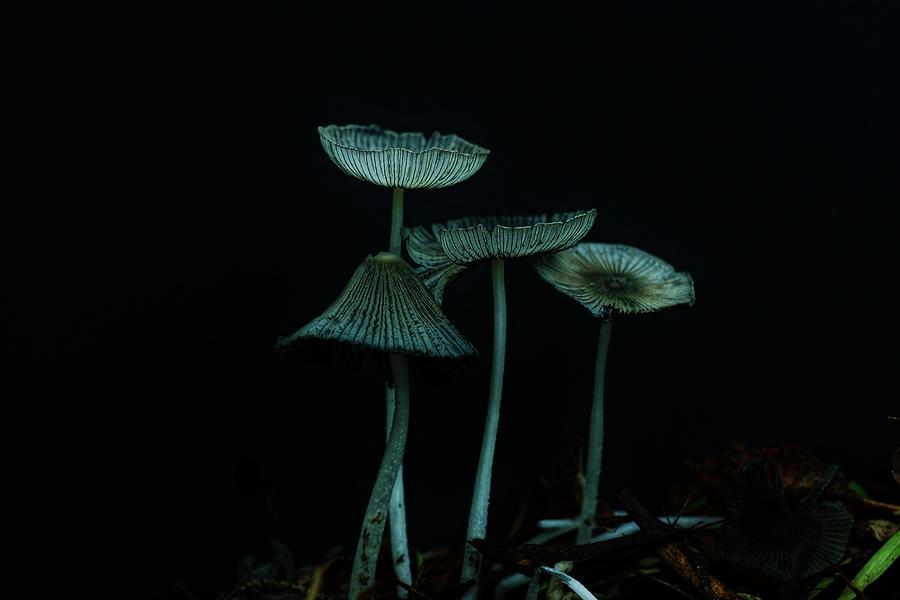 Magical Mushrooms Photograph by Steven Clipperton