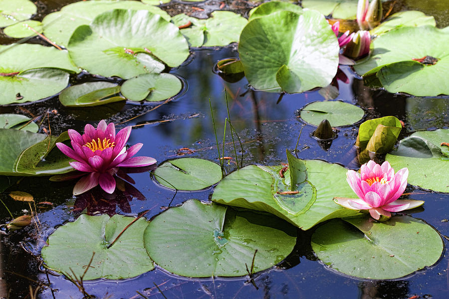 Magical Pink Waterlilies Photograph by Kathy Clark