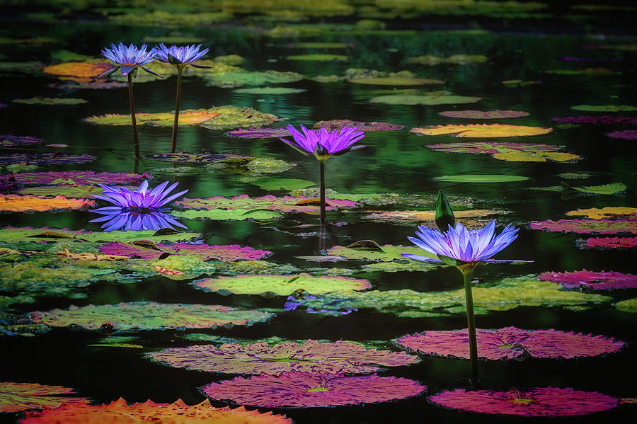 Magical Pond Photograph by C  Renee Martin