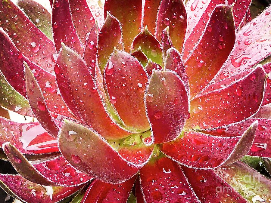 Magical Succulent Photograph by Fran Woods