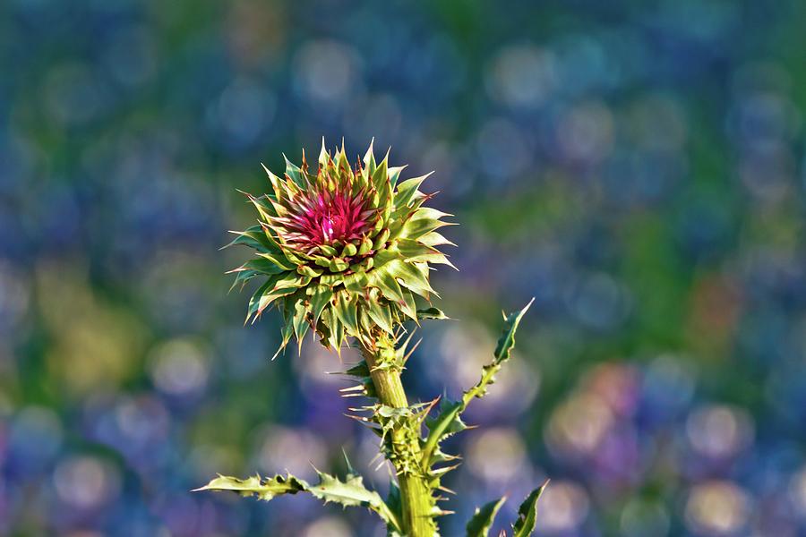 Magical Thistle Photograph by Linda Unger
