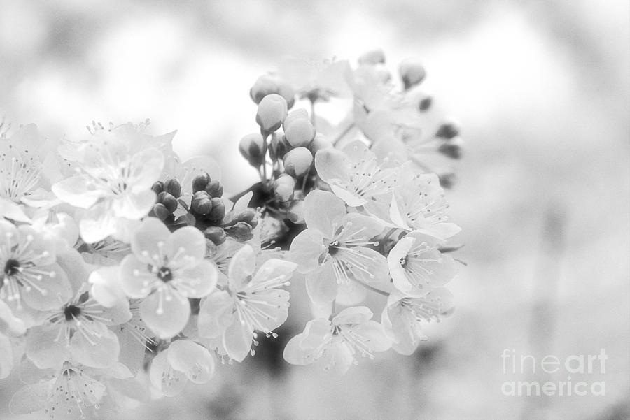 Spring Photograph - Magical White Wedding Spring Blossom by Joy Watson