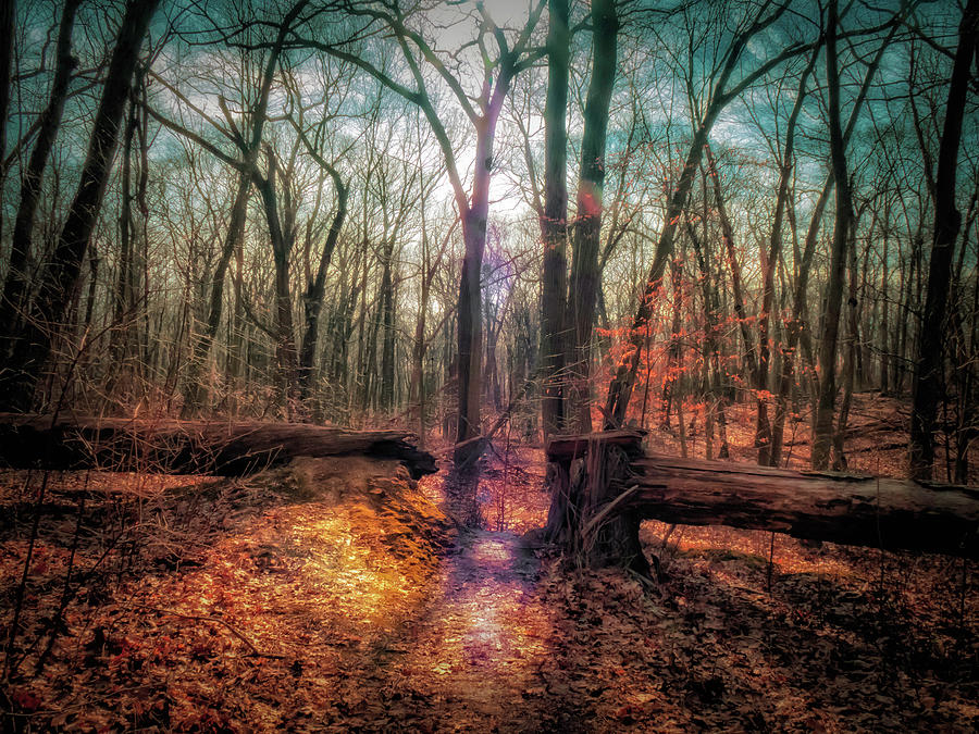 Magical Woodland 1271015 Photograph by Deidre Elzer-Lento