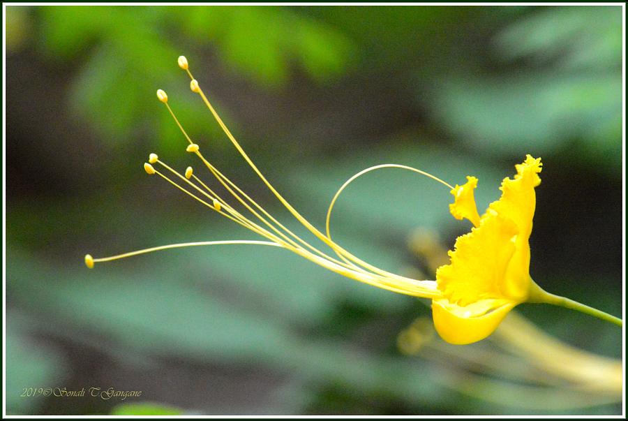 Magical yellow strands Photograph by Sonali Gangane