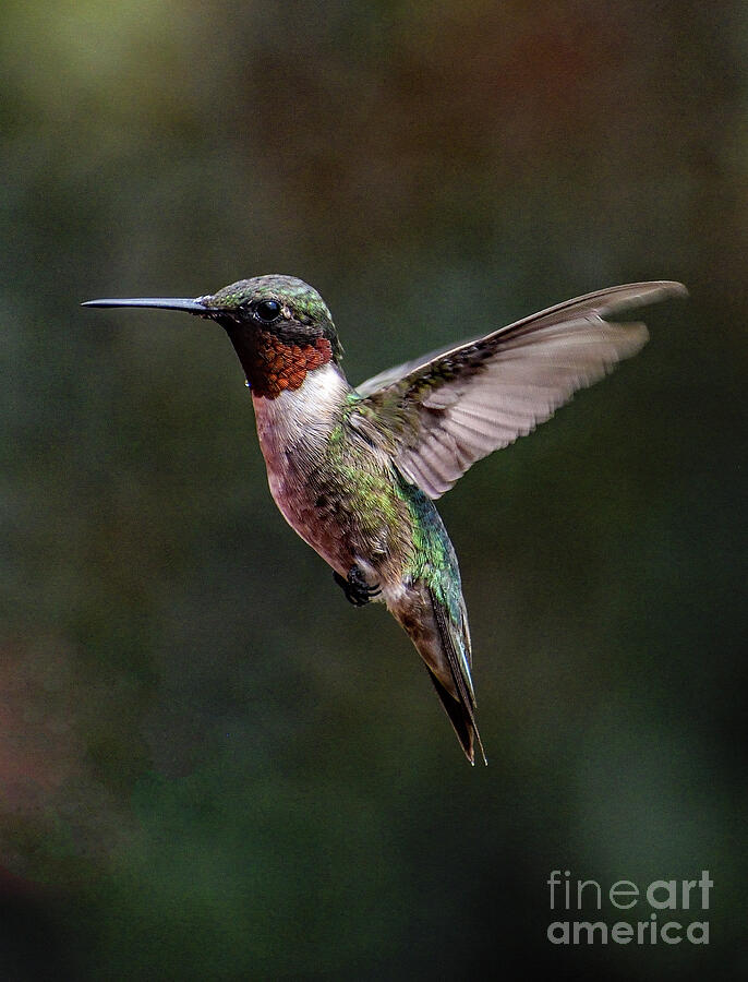 Magnificent Beauty And Form Of A Ruby-throated Hummingbird Photograph