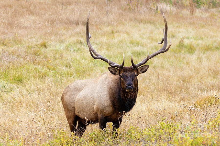 Magnificent Bull Elk Posing In Moraine Park Photograph