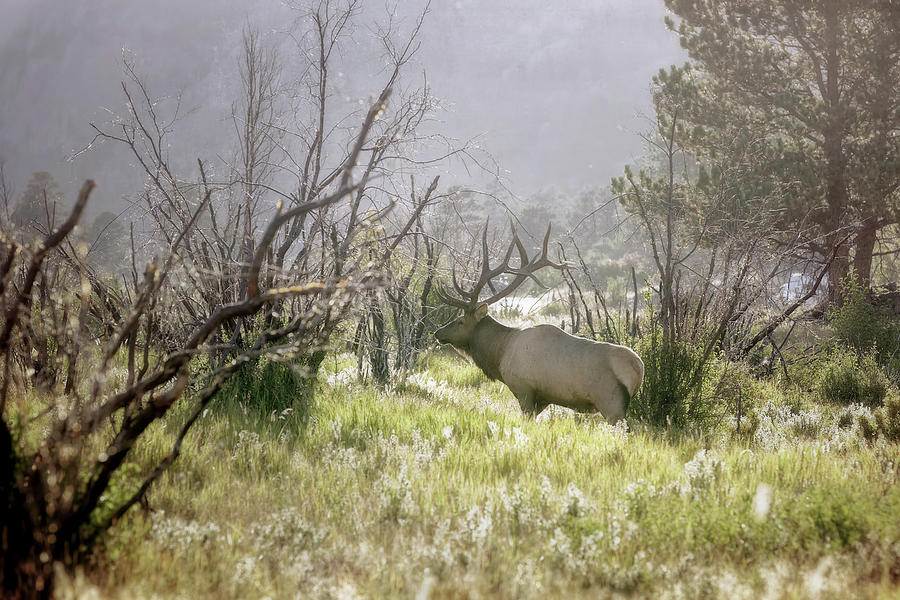 Magnificent Bull Elk Photograph by Sennie Pierson