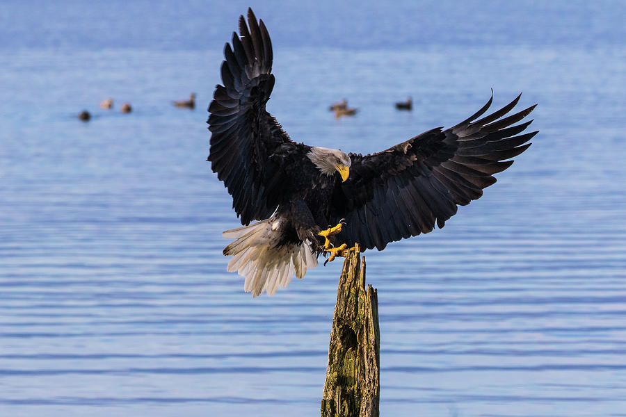 Magnificent Eagle Photograph by Michelle Pennell