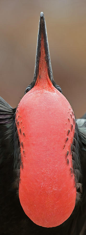 Magnificent Frigate Birdfregata Photograph by Nhpa