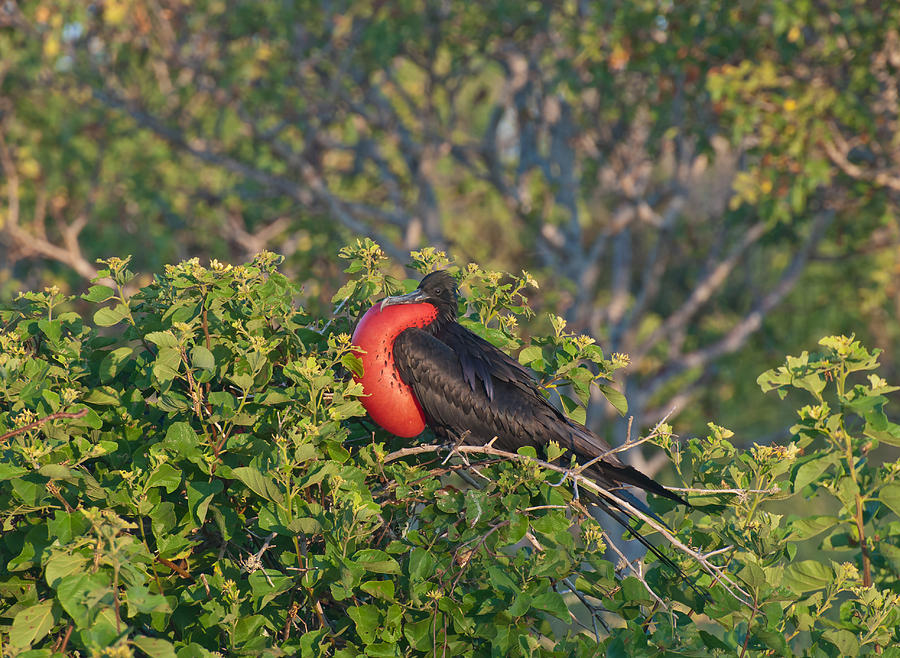Magnificent Frigatebird Photograph by Michael Lustbader