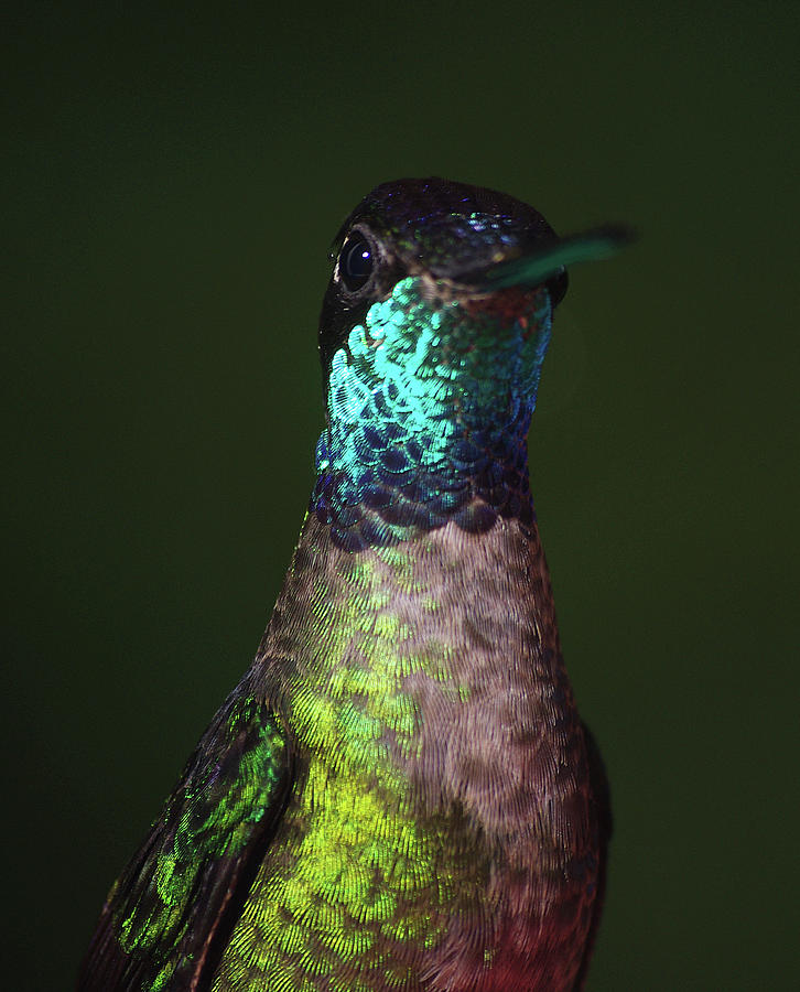 Magnificent Hummingbird Photograph by Fritz Fucik