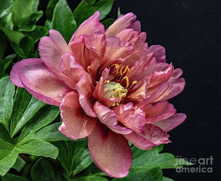 Magnificent Kopper Kettle Peony Photograph