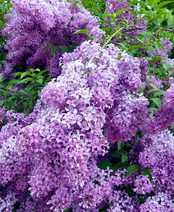 Magnificent Lilacs Photograph by Will Borden