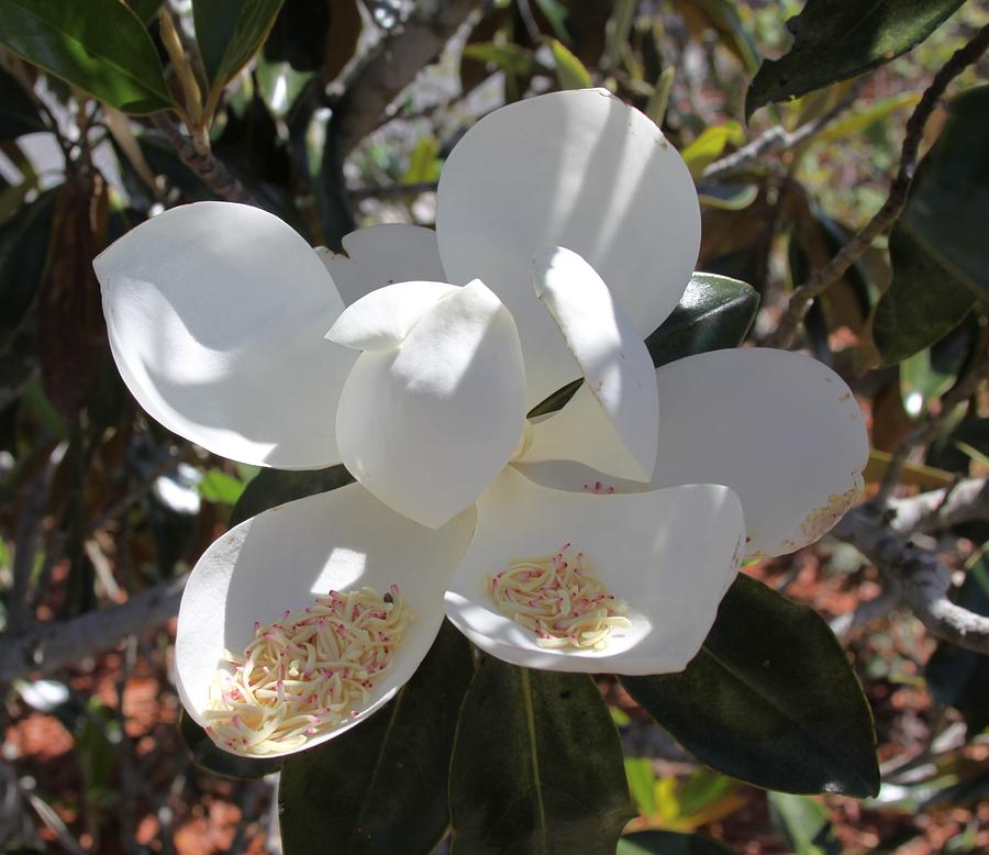 Magnificent Magnolia Photograph by Philip And Robbie Bracco