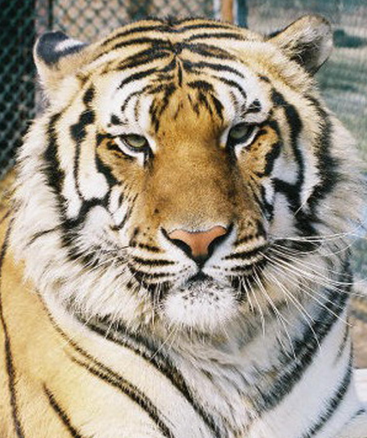 2004 Magnificent Ming Photograph by Barbara Keith 2004 Magnificent Ming Photograph by Barbara Keith