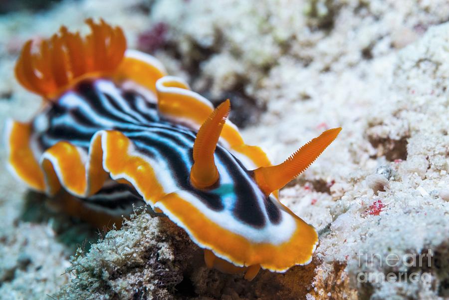 Wildlife Photograph - Magnificent Nudibranch by Georgette Douwma/science Photo Library