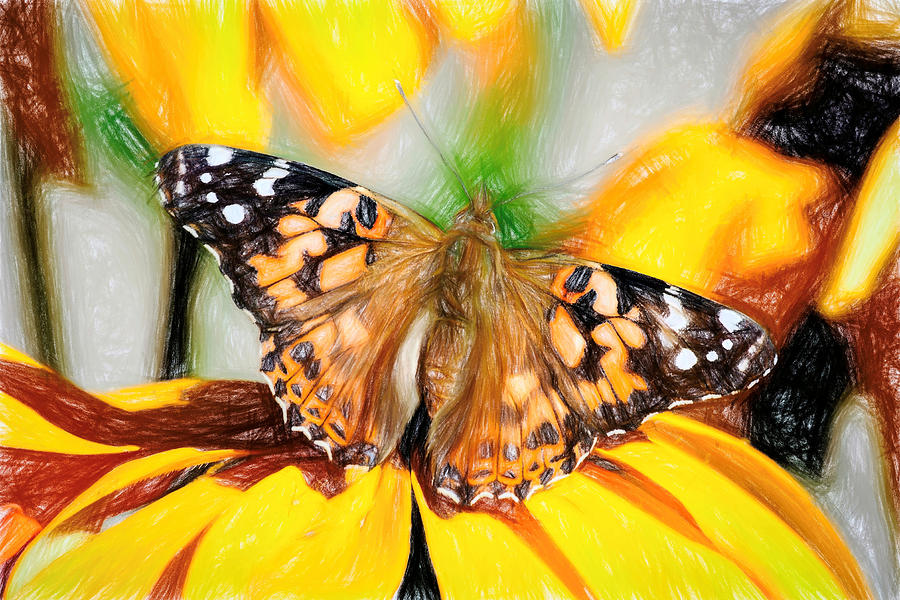 Magnificent Painted Lady Butterfly Photograph by Don Northup