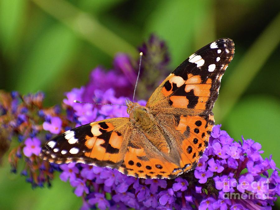 Magnificent Painted Lady Photograph