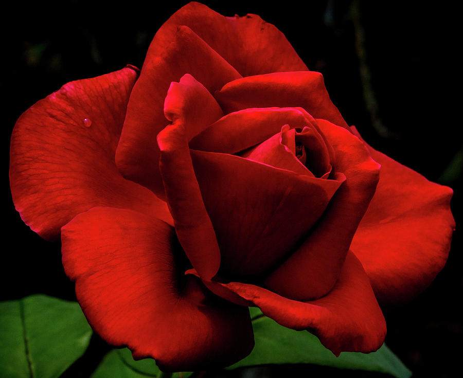Magnificent Red Long Stem Rose Digital Art by Ed Stines