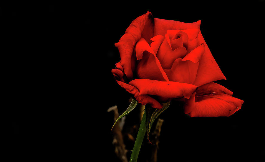 Magnificent Red Rose Digital Art by Ed Stines
