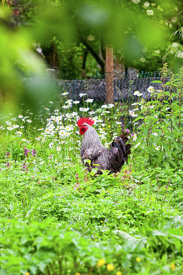 Feather Photograph - Magnificent Rooster Strutting Through His Green Paradise In The Middle Of Flowers And Nettles by Wolfgang Gasser