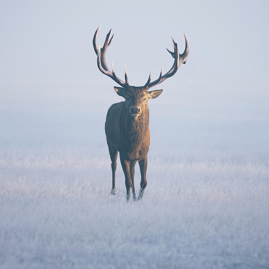 Magnificent Stag Photograph by Duncan George