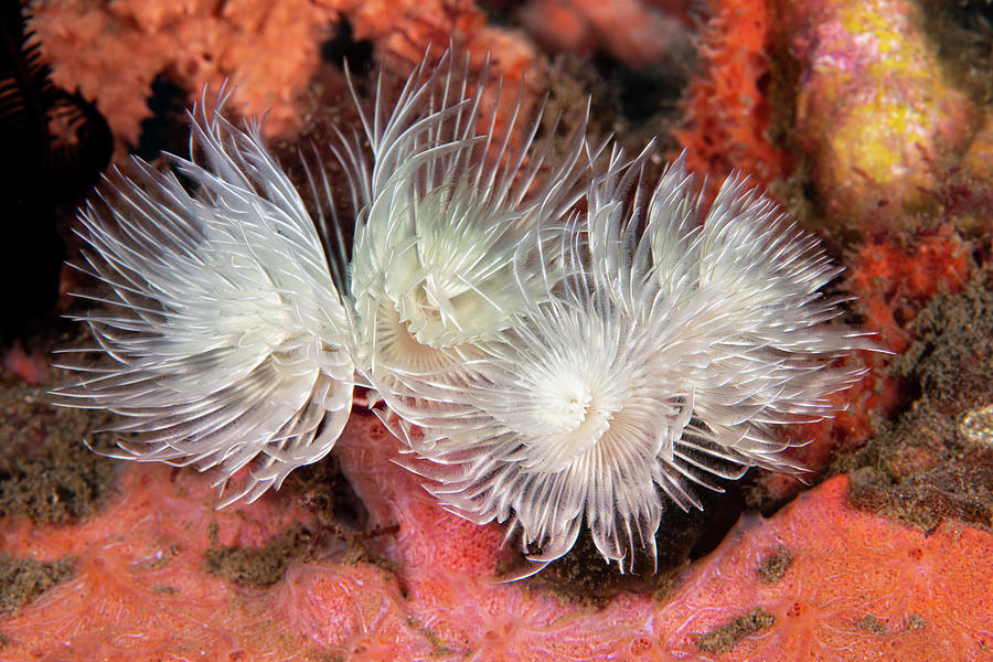 Magnificent Tube Worm Photograph by Andrew Martinez - Fine Art America