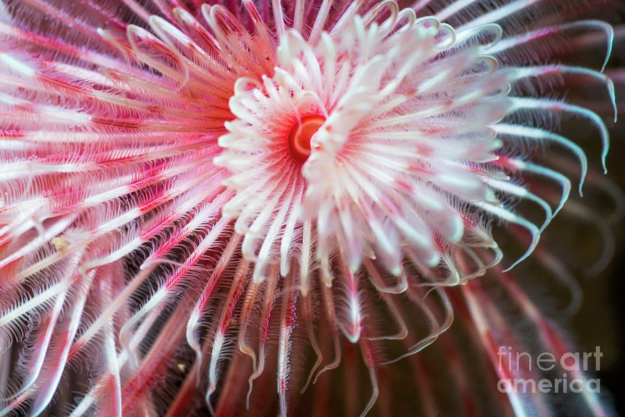 Wildlife Photograph - Magnificent Tube Worm by Georgette Douwma/science Photo Library