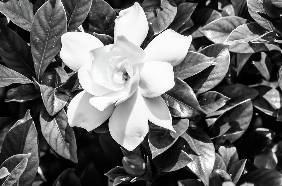 Magnificent White Gardenia Digital Art by Ed Stines