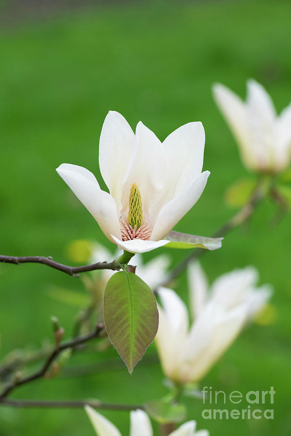 Magnolia Acuminata x Magnolia Veitchii Flowers Photograph by Tim Gainey