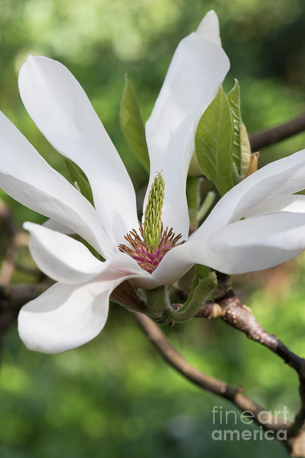 Magnolia Alba Superba Flower Photograph by Tim Gainey