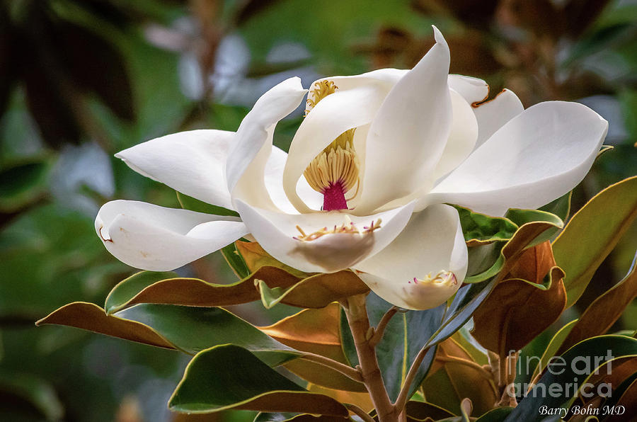 Magnolia Photograph by Barry Bohn