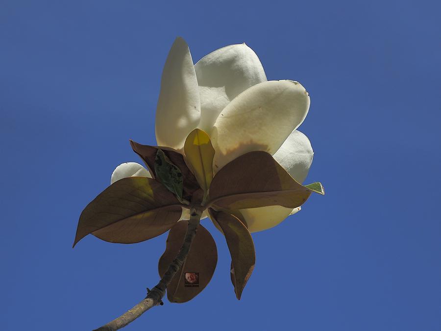 Magnolia Bloom Blue Sky Photograph by Richard Thomas