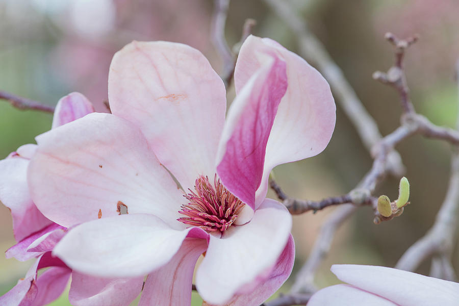 Magnolia Bloom Photograph by Lori Rowland