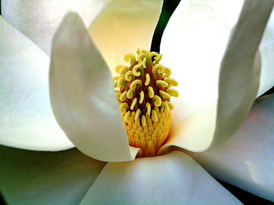 Magnolia Bloom Macro Photograph by Mike McBrayer