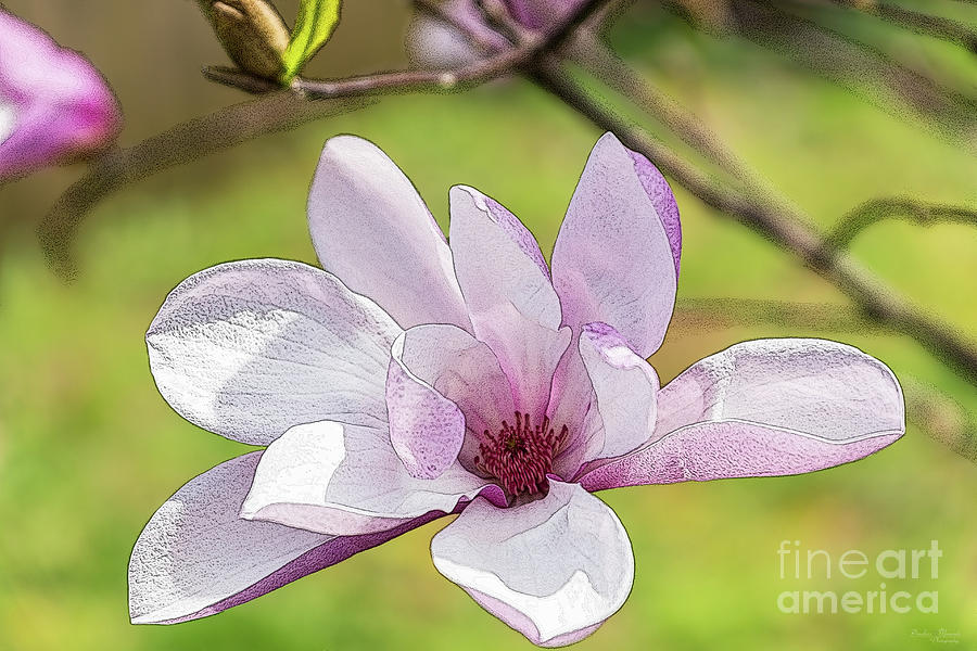 Magnolia Bloom Painterly Mixed Media by Jennifer White