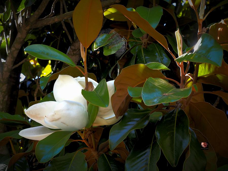 Magnolia Bloom Spider Web Photograph by Richard Thomas