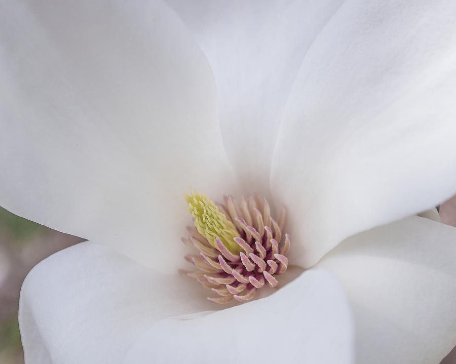 Magnolia Bloom Photograph by Teresa Hughes