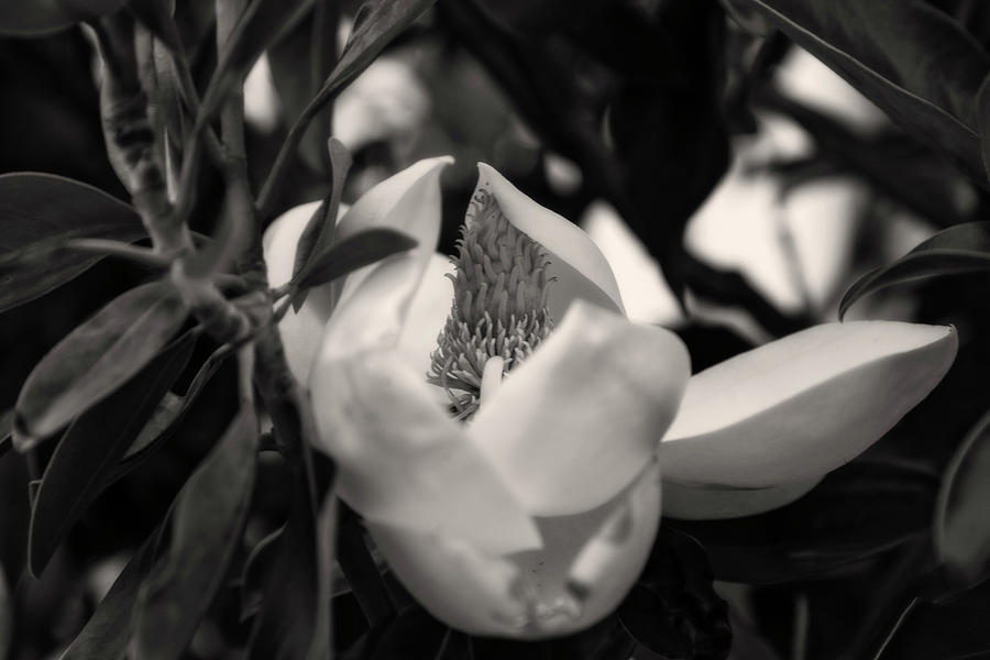 Magnolia Bloom  Photograph by Toni Hopper