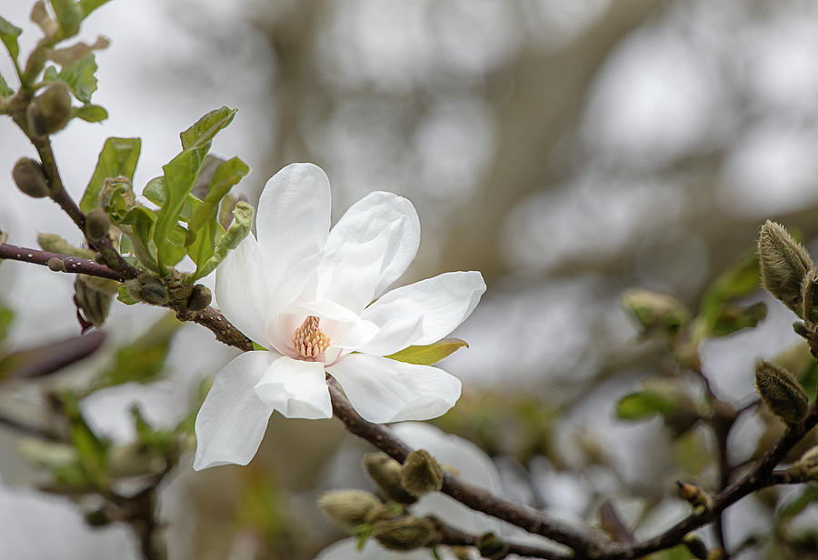 Magnolia Blossom 0160 by TL Wilson Photography Photograph by Teresa Wilson