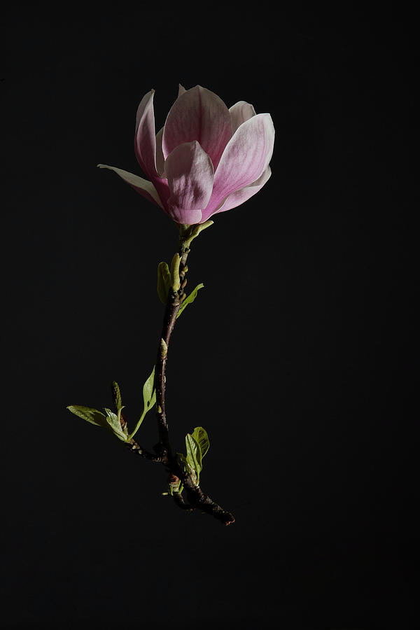 Magnolia Movie Photograph - Magnolia Blossom Against A Black Background magnolia by Miriam Rapado