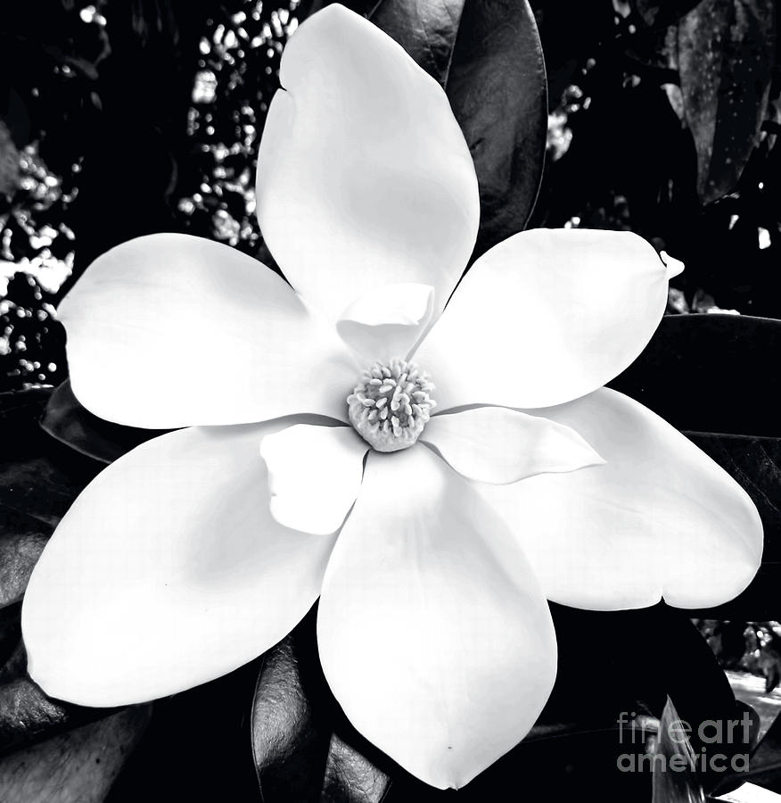 Magnolia Blossom B W Photograph by D Hackett