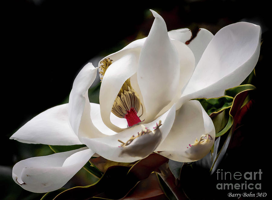 Magnolia blossom Photograph by Barry Bohn