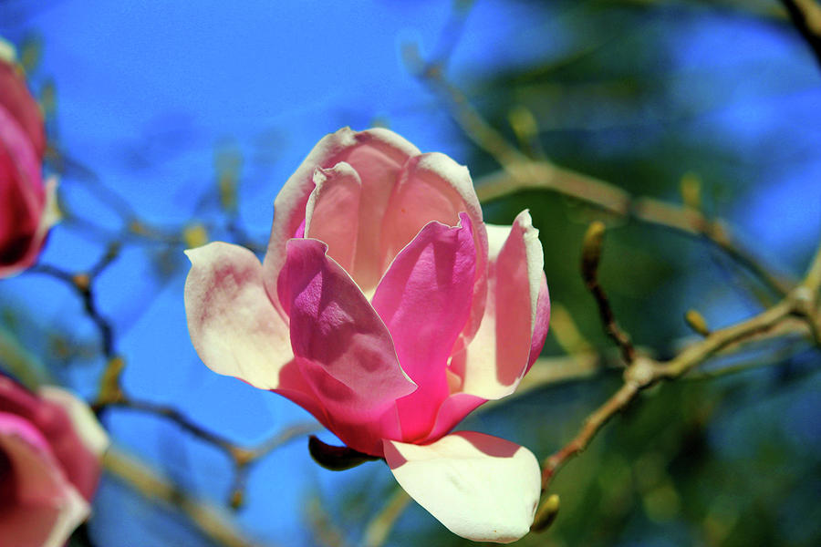 Magnolia Blossom In Pink Photograph by Cynthia Guinn