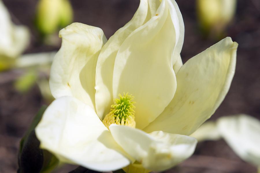 Magnolia Movie Photograph - Magnolia Blossom in Spring by Adam Gladstone