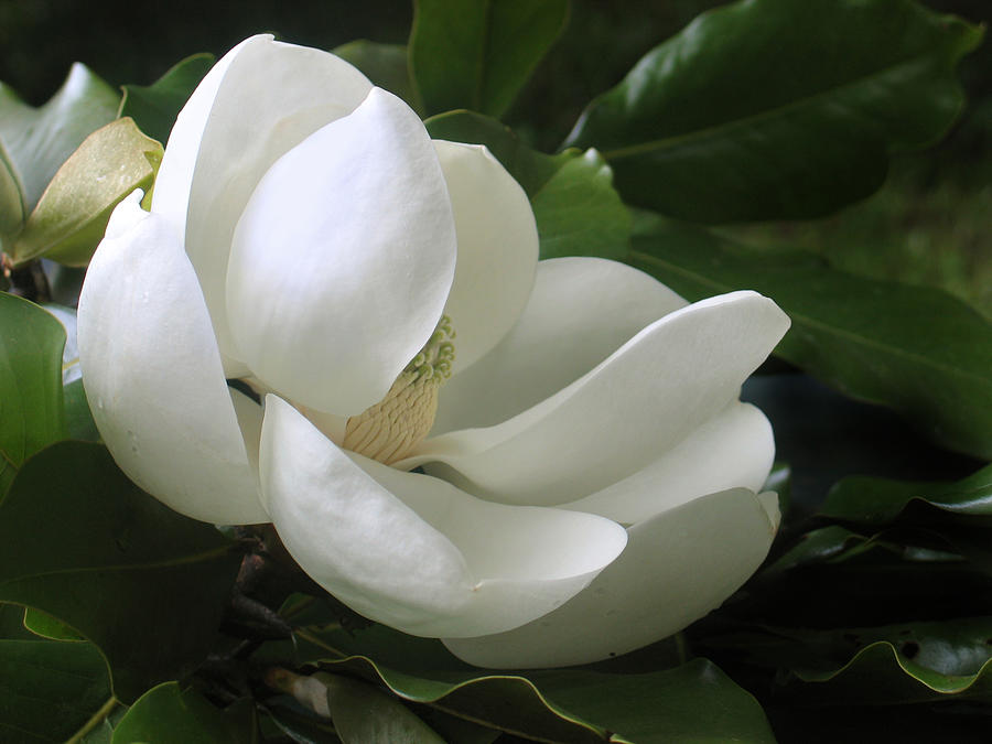 Magnolia Movie Photograph - Magnolia Blossom by Kathryn8