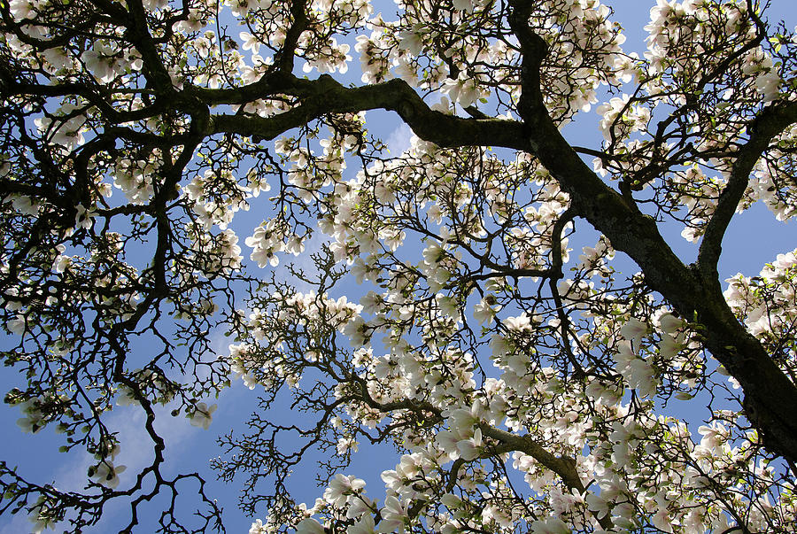 Magnolia Blossom, Magnolia X Soulangeana, Germany, Europe Photograph by Foto Herzig