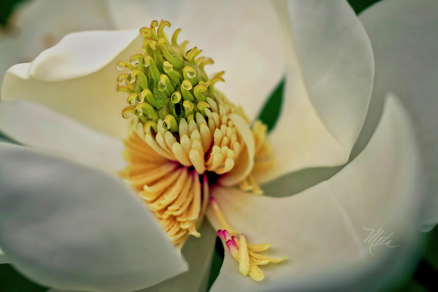 Magnolia Blossom Photograph by Meta Gatschenberger