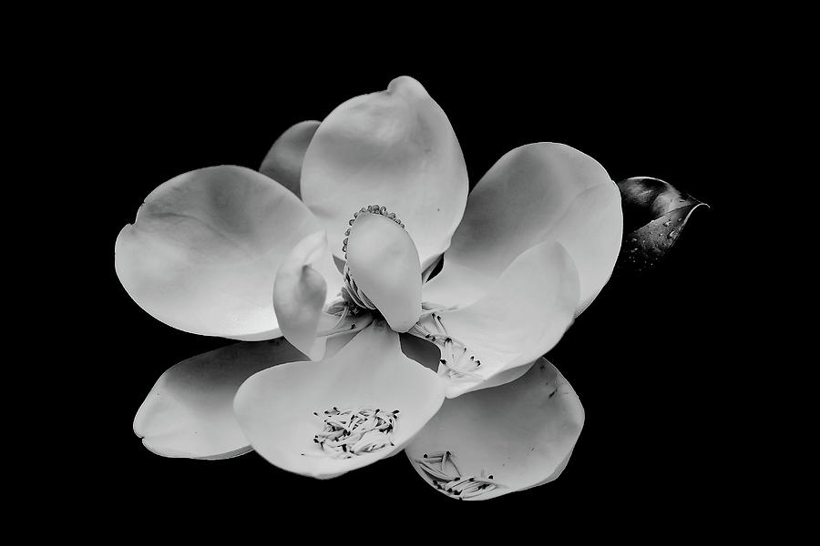 Magnolia Blossom on Black Photograph by Darryl Brooks